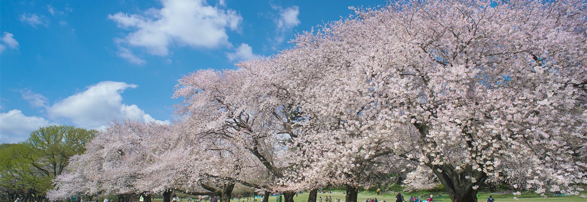 Sakura in Kinuta park