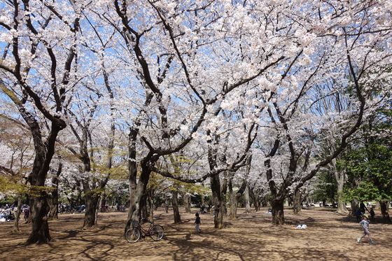 Sakura in HIkarigaoka