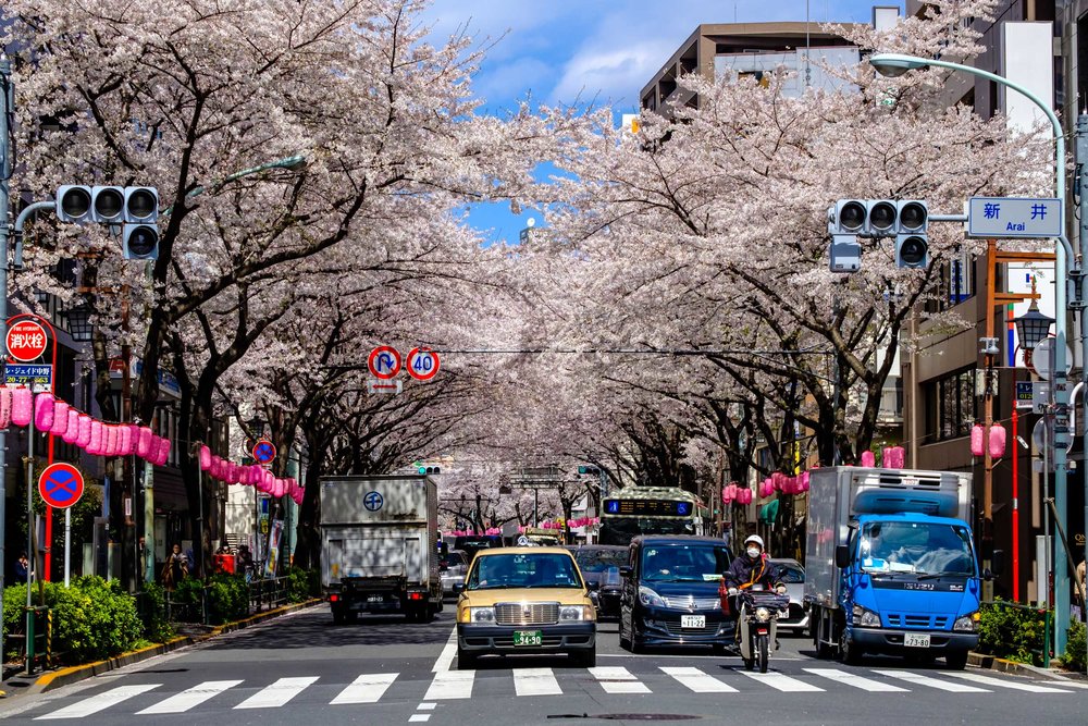 Sakura along Nakanodori