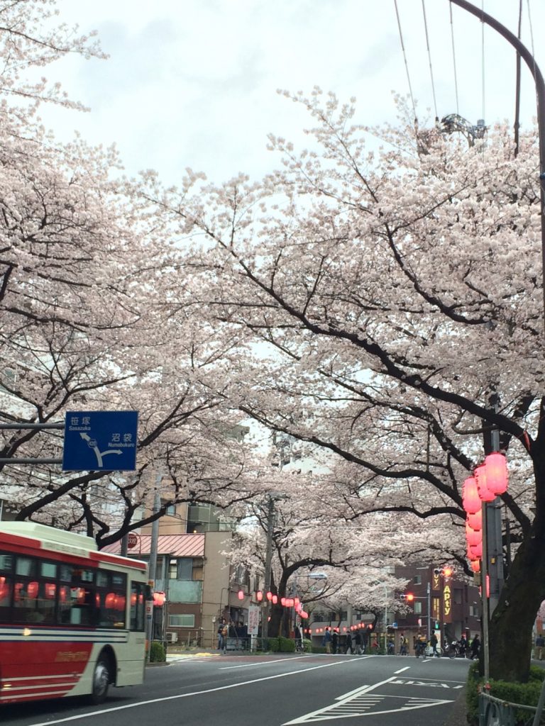 Nakano in bloom cherry blossoms