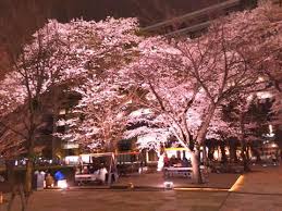 Nakano sakura central Park