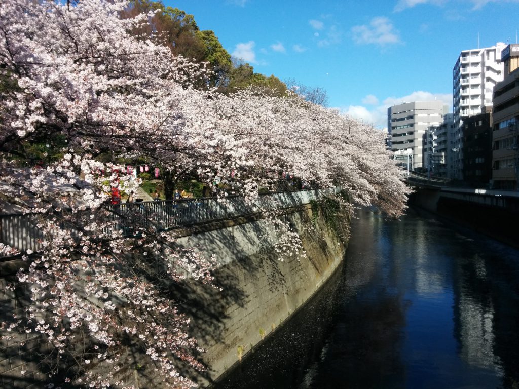 Sakura Iidabashi